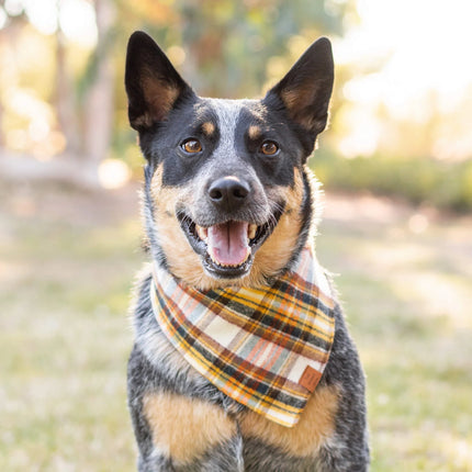 The Foggy Dog - Cornucopia Dog Bandana