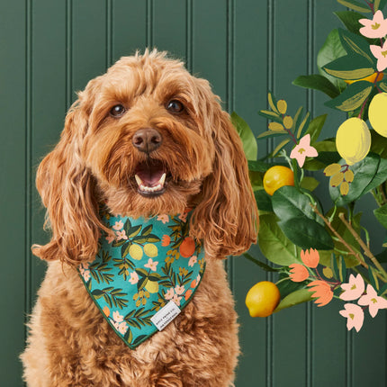 The Foggy Dog - Citrus Floral Dog Bandana