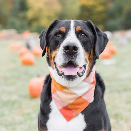 The Foggy Dog - Pumpkin Spice Dog Bandana