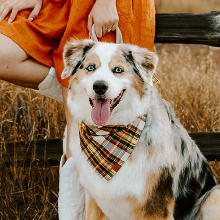 The Foggy Dog - Cornucopia Dog Bandana