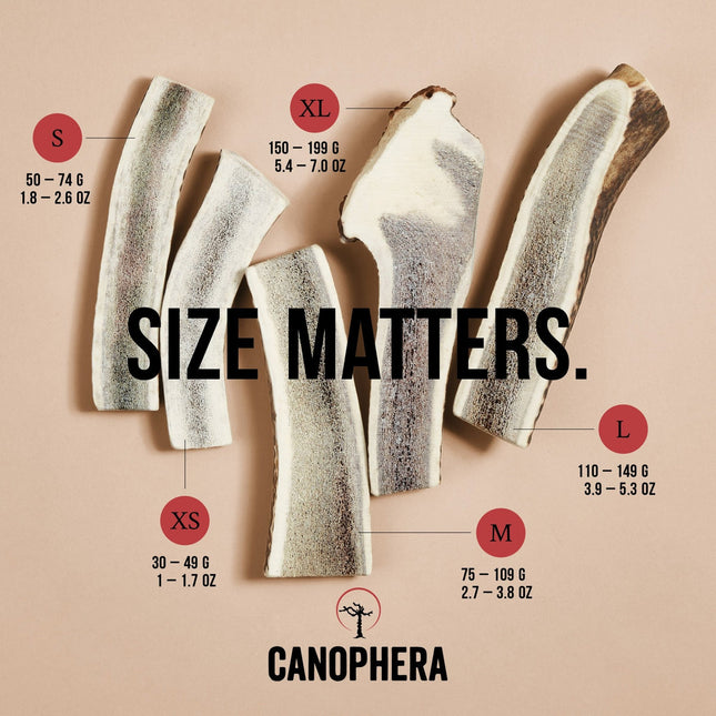 Canophera Red Deer Antler Split