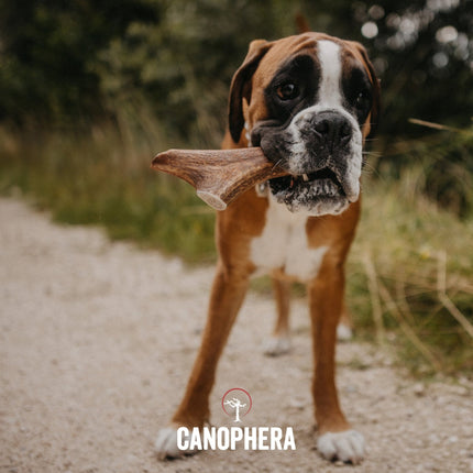 Canophera Red Deer Antler Whole