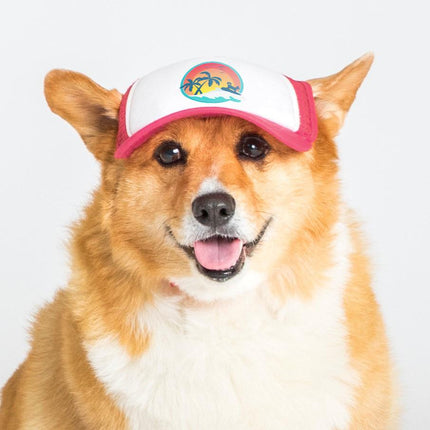 Pup Lid Surfer Dog - Pink SAN DIEGO