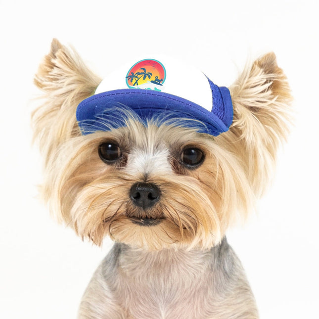 Pup Lid Surfer Dog - Blue