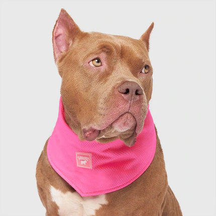 Canada Pooch Cooling Bandana Pink