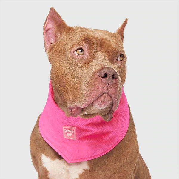 Canada Pooch Cooling Bandana Pink